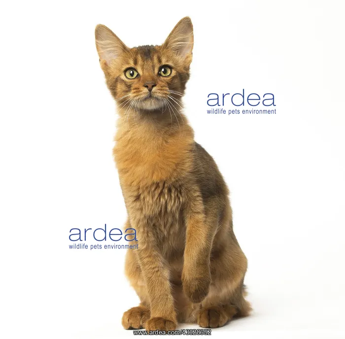  : Somali cat in the studio