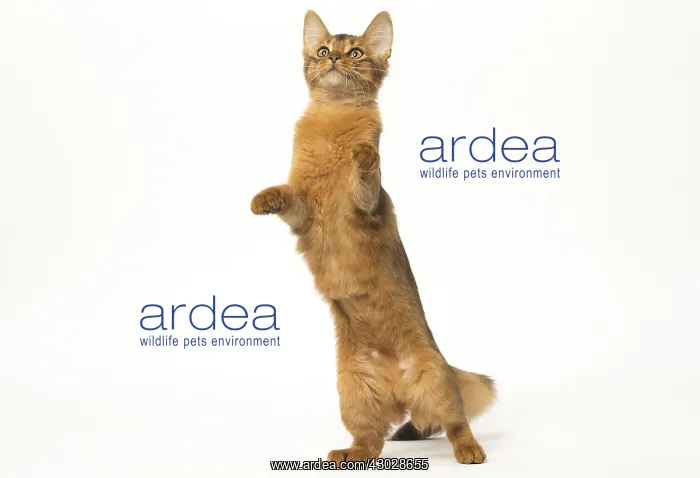  : Somali cat in the studio