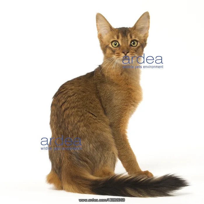  : Somali cat in the studio