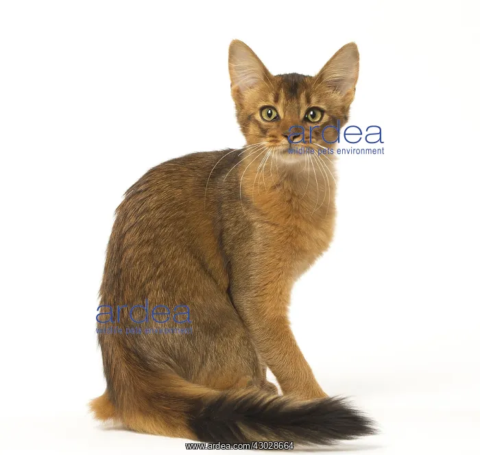  : Somali cat in the studio