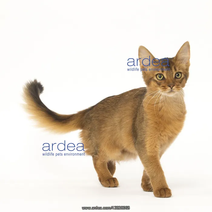  : Somali cat in the studio