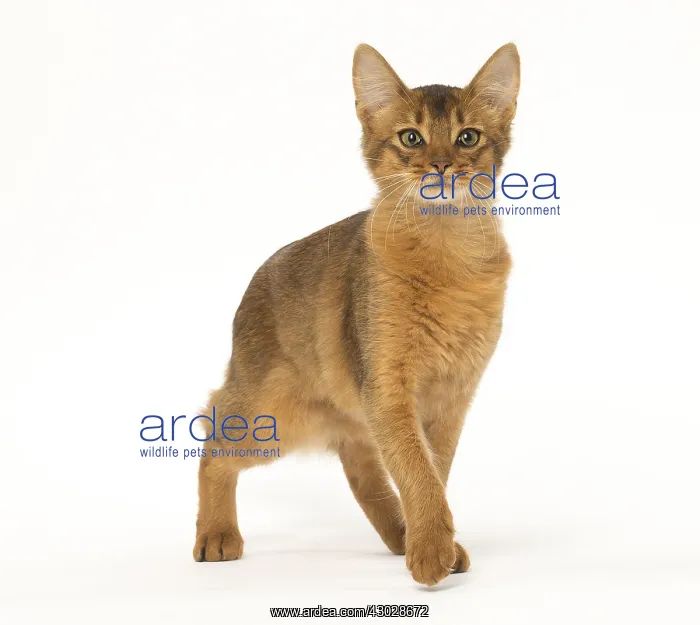  : Somali cat in the studio