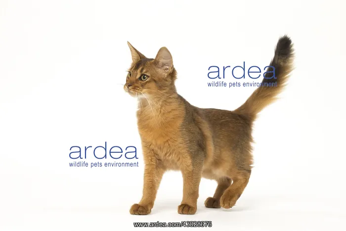  : Somali cat in the studio