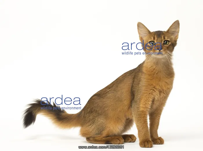  : Somali cat in the studio