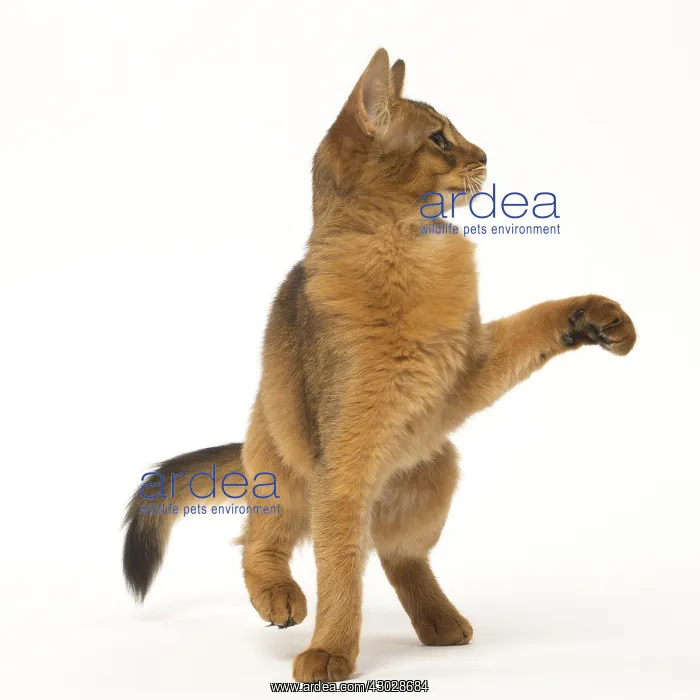  : Somali cat in the studio