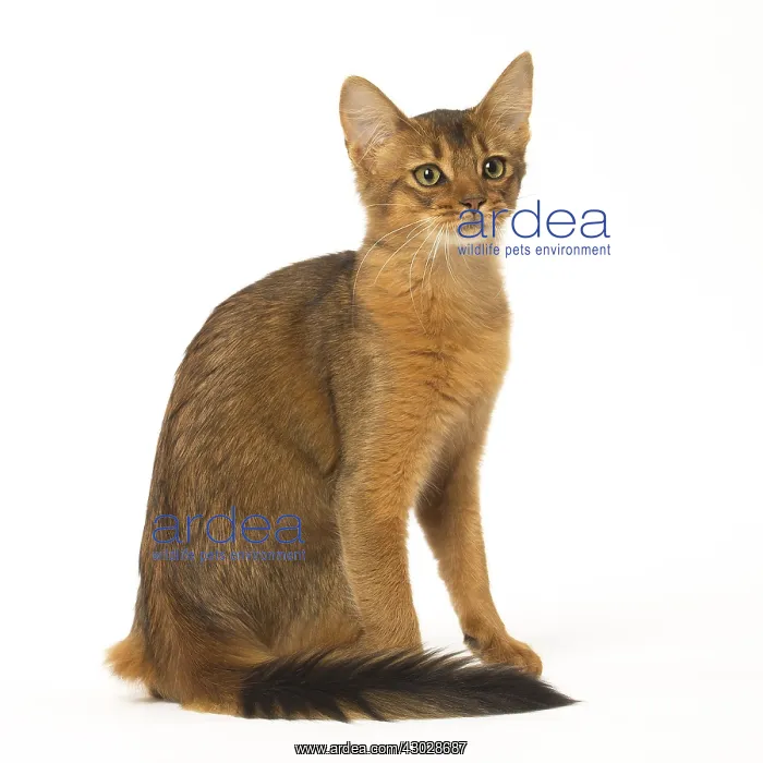  : Somali cat in the studio