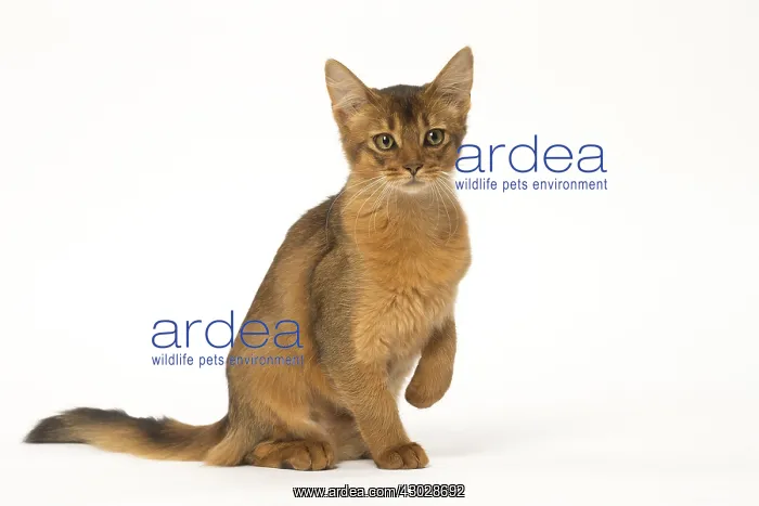  : Somali cat in the studio