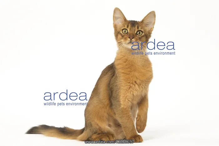  : Somali cat in the studio
