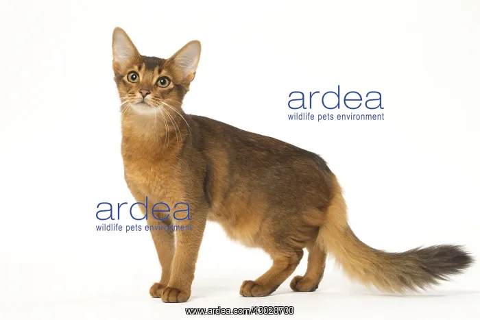  : Somali cat in the studio