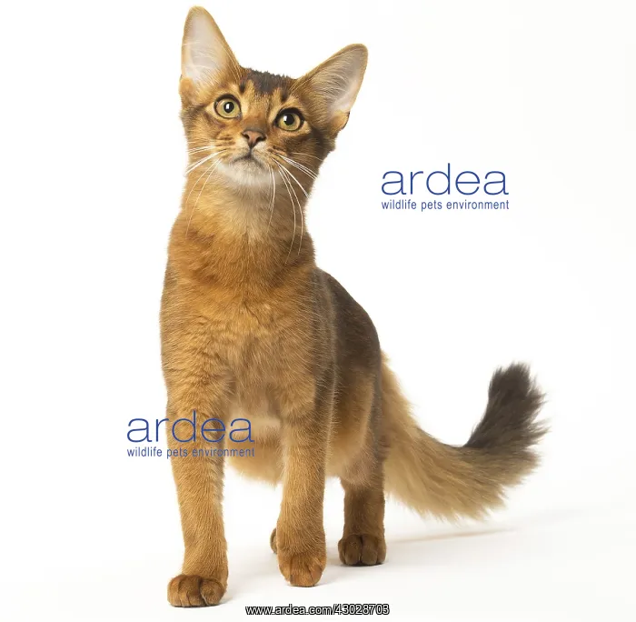  : Somali cat in the studio
