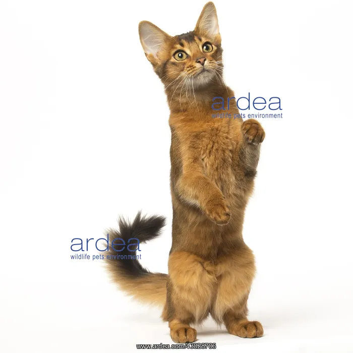  : Somali cat in the studio
