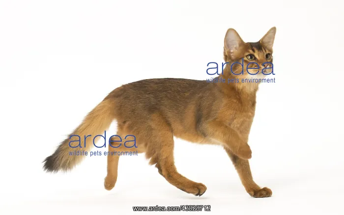  : Somali cat in the studio