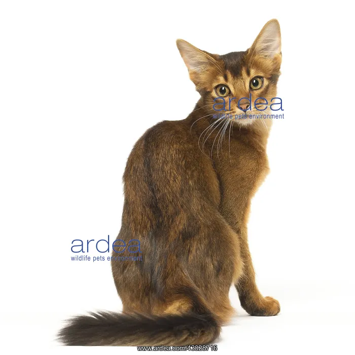  : Somali cat in the studio