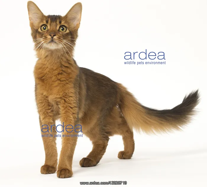  : Somali cat in the studio