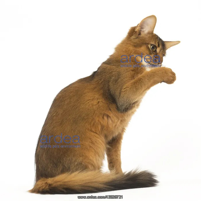  : Somali cat in the studio