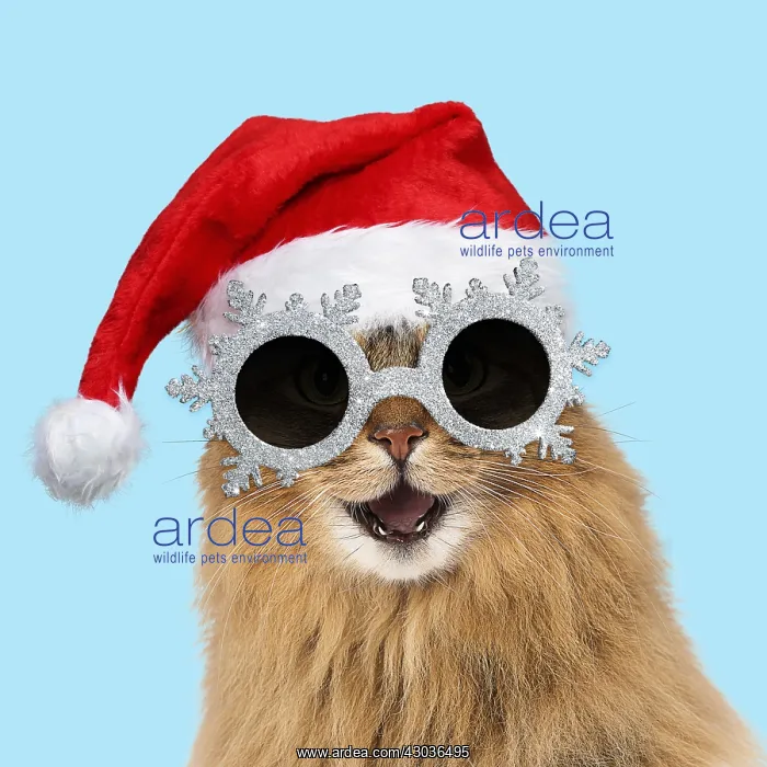 : Somali Cat, wearing Christmas hat and snowflake : Somali Cat, wearing Christmas hat and snowflake