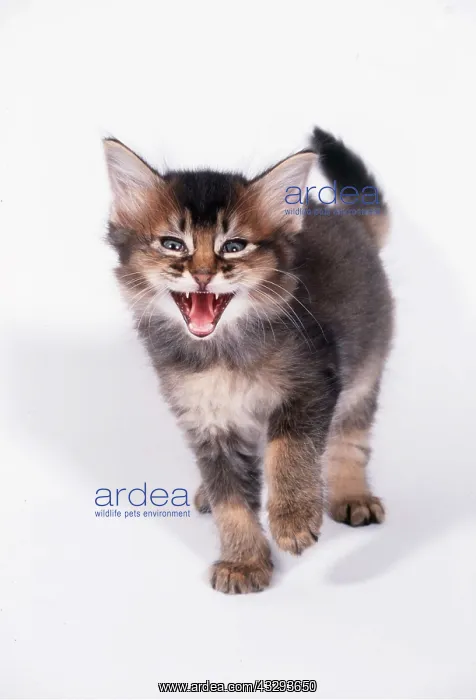 : SOMALI CAT - six week old kitten, miaowing : SOMALI CAT - six week old kitten, miaowing