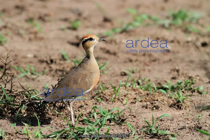 : Somali courser (Cursorius somalensis) on ground : Somali courser (Cursorius somalensis) on ground