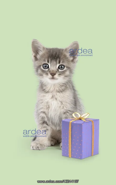 : Somali cross Asian Cat, six week old kitten with present : Somali cross Asian Cat, six week old kitten with present