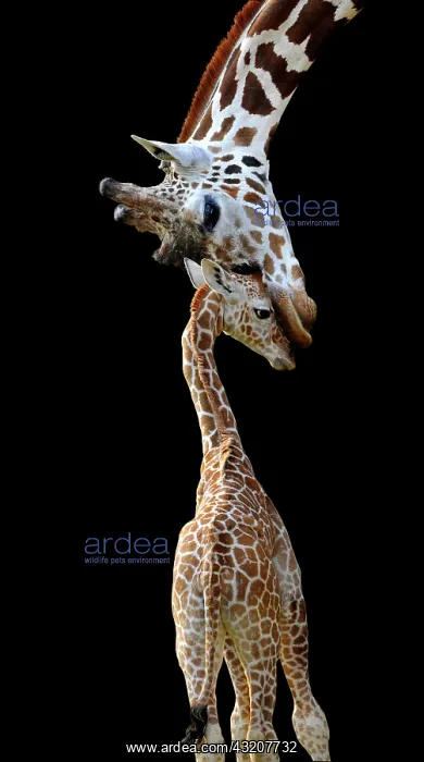 : Somali Giraffe or Reticulated Giraffe (Giraffa camelopardali : Somali Giraffe or Reticulated Giraffe (Giraffa camelopardali