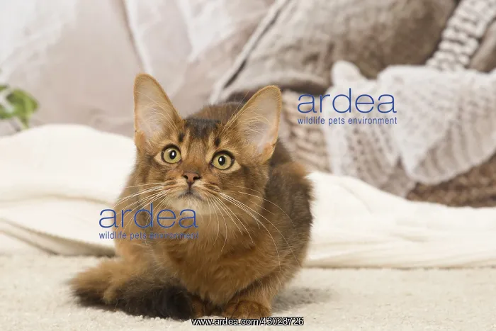  : Somali kitten cat indoors
