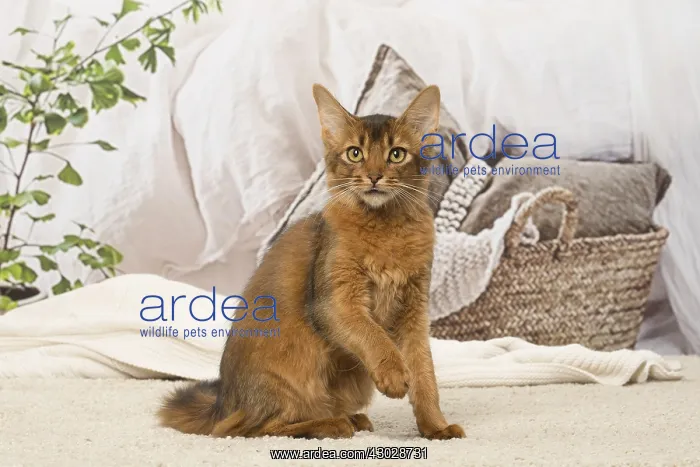 : Somali kitten cat indoors
