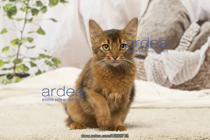  : Somali kitten cat indoors