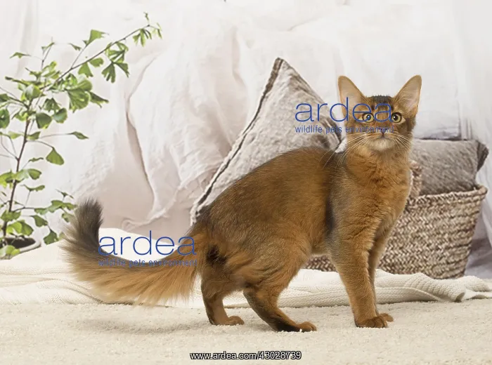  : Somali kitten cat indoors