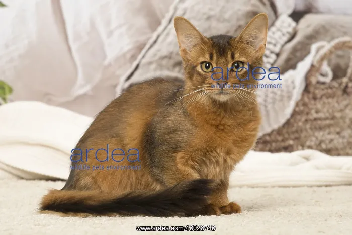  : Somali kitten cat indoors