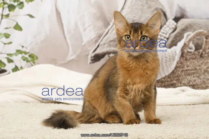  : Somali kitten cat indoors