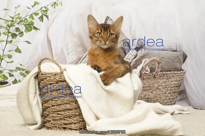  : Somali kitten cat indoors