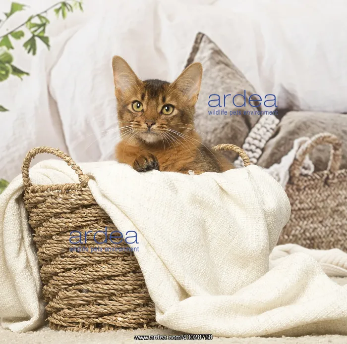  : Somali kitten cat indoors