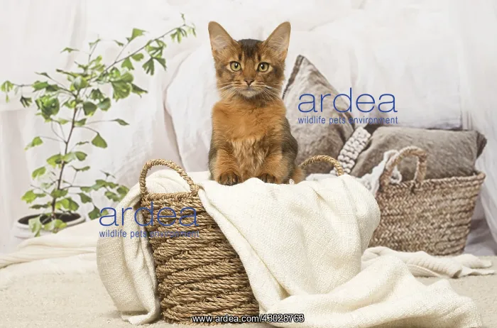  : Somali kitten cat indoors