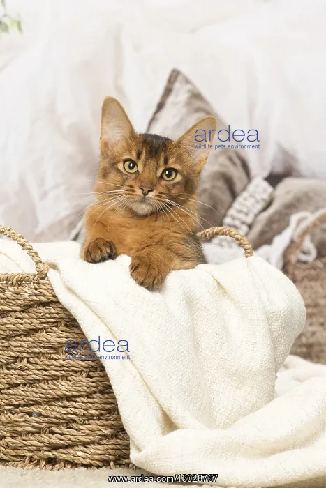  : Somali kitten cat indoors