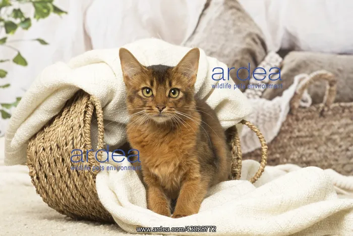  : Somali kitten cat indoors
