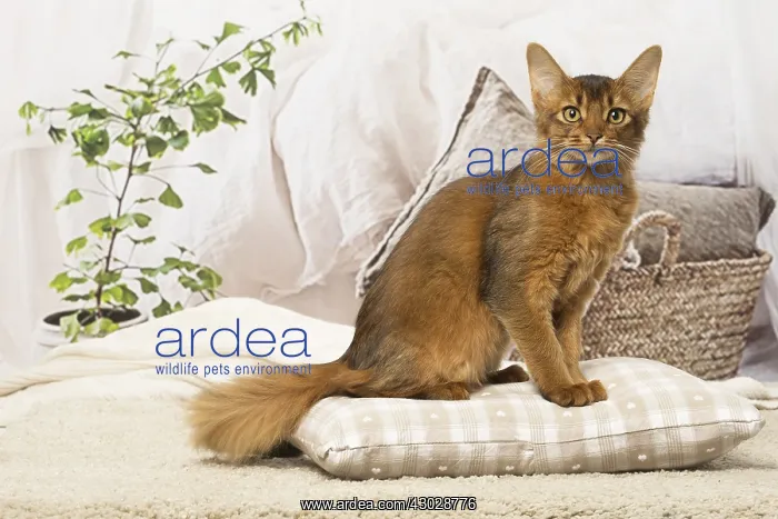  : Somali kitten cat indoors