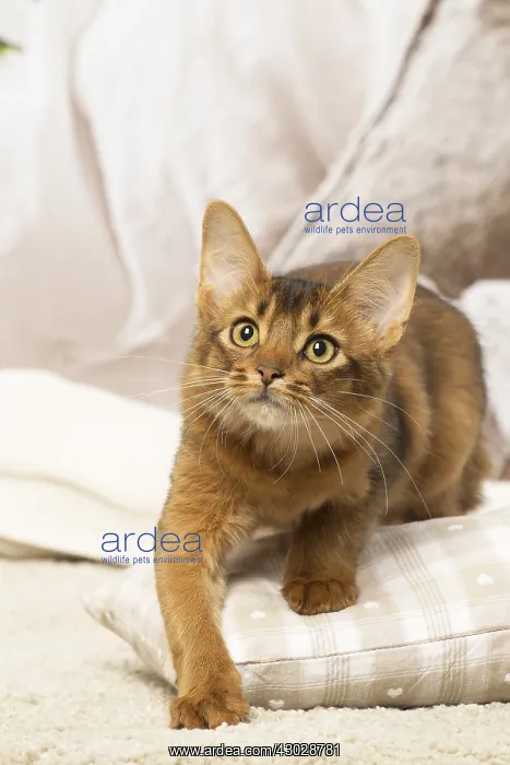  : Somali kitten cat indoors