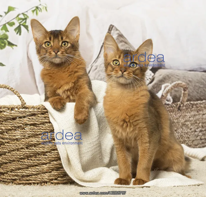  : Somali kitten cat indoors