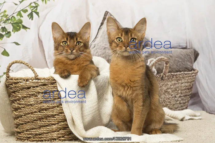  : Somali kitten cat indoors