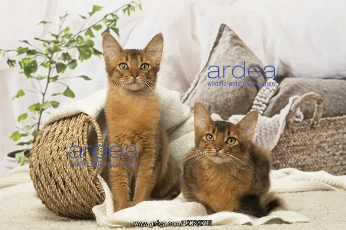  : Somali kitten cat indoors