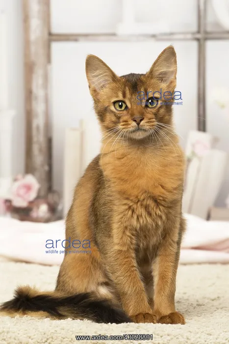  : Somali kitten cat indoors
