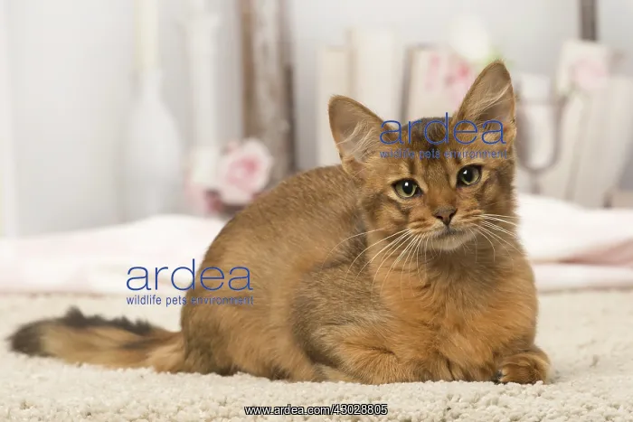  : Somali kitten cat indoors