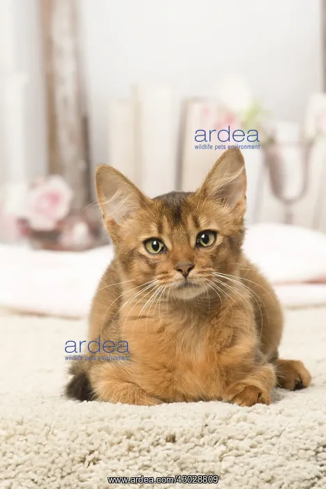  : Somali kitten cat indoors