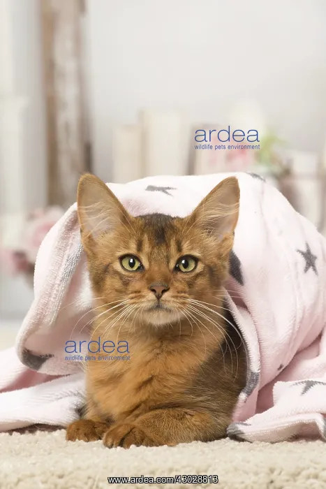  : Somali kitten cat indoors