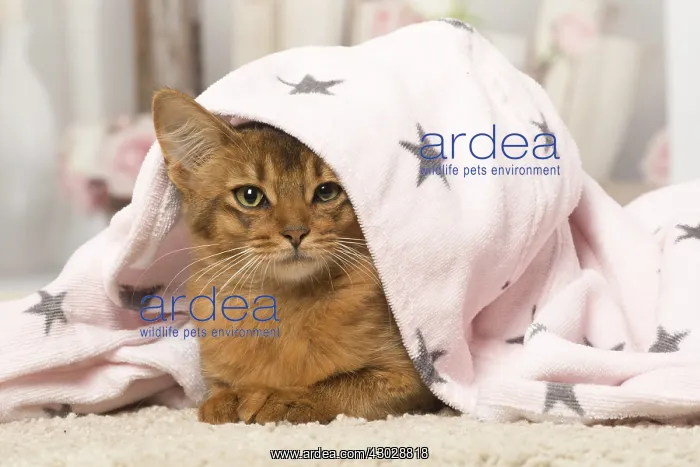  : Somali kitten cat indoors