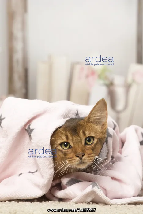  : Somali kitten cat indoors