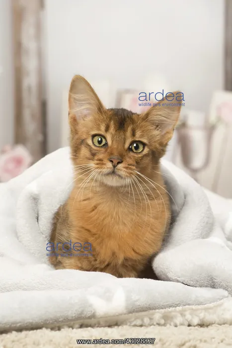  : Somali kitten cat indoors