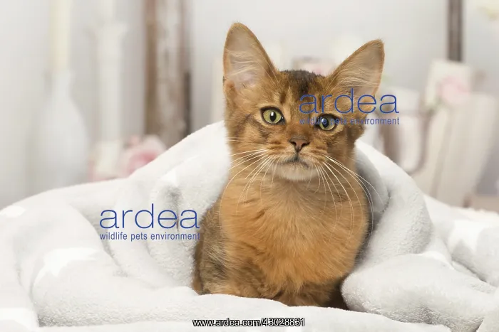  : Somali kitten cat indoors