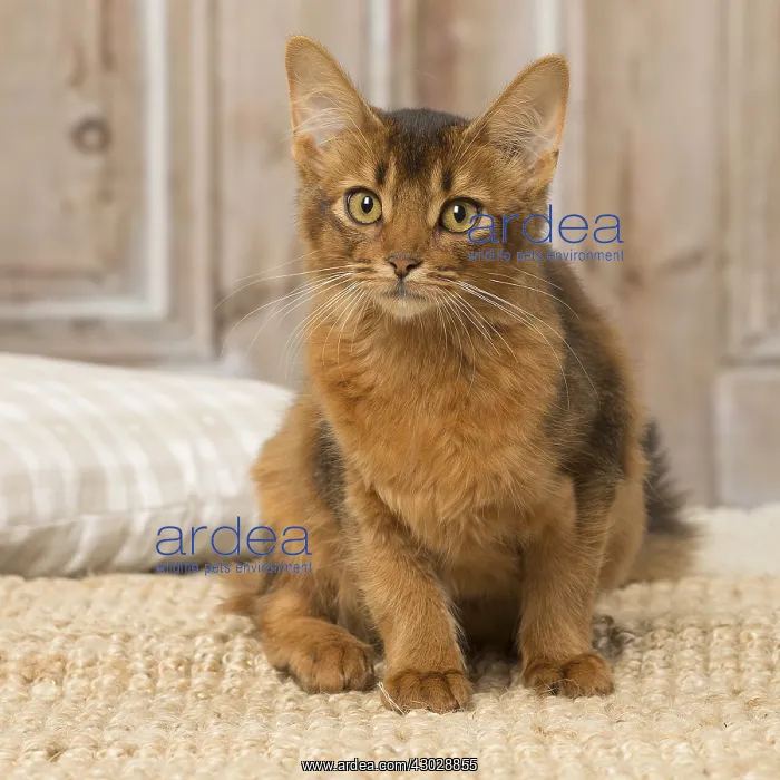  : Somali kitten cat indoors