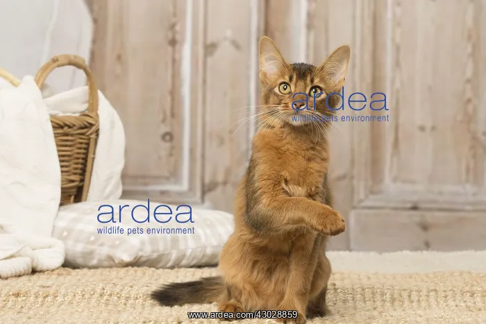  : Somali kitten cat indoors